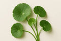Centella